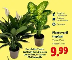 Lidl Piante verdi tropicali offerta
