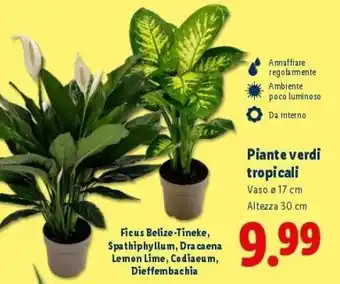 Lidl Piante verdi tropicali offerta