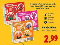 Lidl Bulbi da fiore offerta