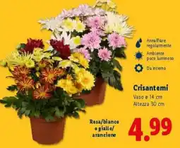 Lidl Crisantemi offerta