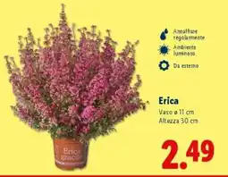 Lidl Erica offerta
