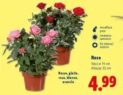 Lidl Rose offerta