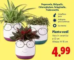 Lidl Piante verdi offerta