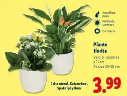 Lidl Piante fiorite offerta
