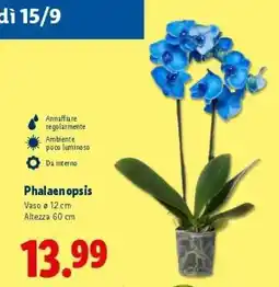 Lidl Phalaenopsis offerta