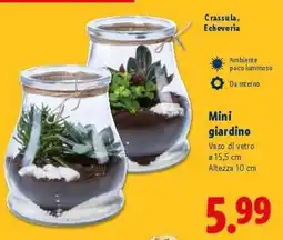 Lidl Mini giardino offerta