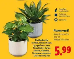 Lidl Piante verdi offerta