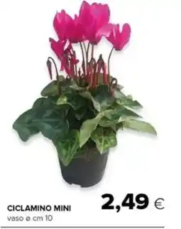 Tigre Ciclamino mini offerta