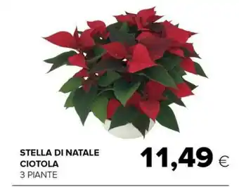 Tigre Stella di natale offerta
