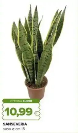 Oasi Sanseveria offerta