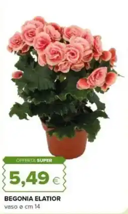 Oasi Begonia elatior offerta