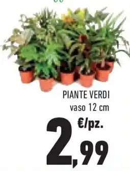 Conad Superstore Piante verdi vaso 12 cm offerta