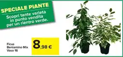 Carrefour Ficus Beniamino Mix Vaso 16 offerta