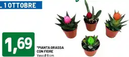 DPiù Pianta grassa con fiore offerta