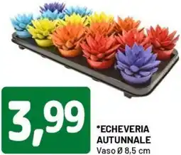 DPiù Echeveria autunnale offerta