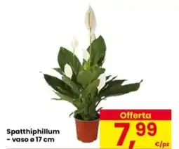 Eurospar Spatthiphillum offerta