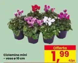 Eurospar Ciclamino mini offerta