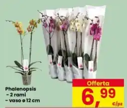 Eurospar Phalenopsis offerta