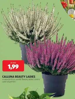 ALDI Calluna beauty ladies offerta