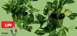 ALDI Pothos offerta