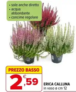 Iperal Erica calluna in vaso o offerta