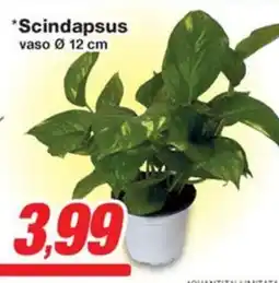 Prix Quality Scindapsus offerta