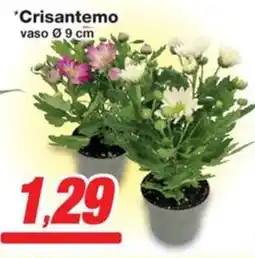 Prix Quality Crisantemo vaso Ø9 cm offerta