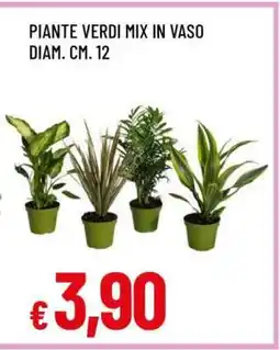 Famila PIANTE VERDI MIX IN VASO offerta