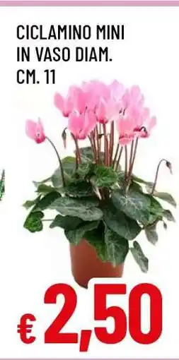 Famila CICLAMINO MINI offerta