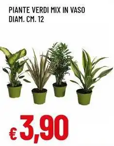 Famila Superstore Piante verdi mix in vaso diam. cm. 12 offerta