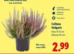 Lidl Calluna vulgaris offerta