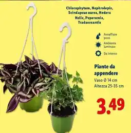 Lidl Piante da appendere offerta