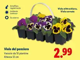 Lidl Viole del pensiero offerta