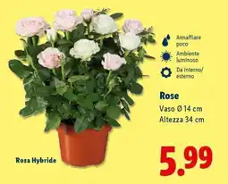 Lidl Rose offerta