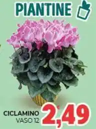 Eté Ciclamino vaso 12 offerta