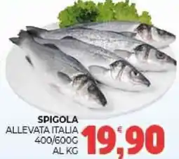 Eté Spigola offerta