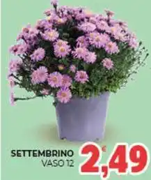 Eté Settembrino vaso 12 offerta