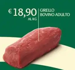 Eté Girello bovino adulto offerta