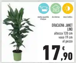 Conad DRACAENA JANET LIND offerta