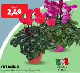 ALDI Ciclamino offerta