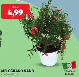 ALDI Melograno nano offerta