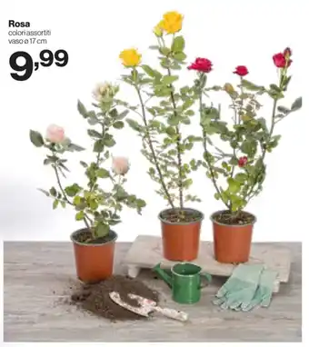 In'S Mercato Rosa offerta