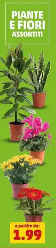 PENNY Piante e fiori assortiti offerta