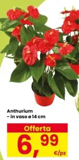 Interspar Anthurium offerta