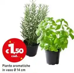 Iper La Grande Piante aromatiche in vaso 0 14 cm offerta