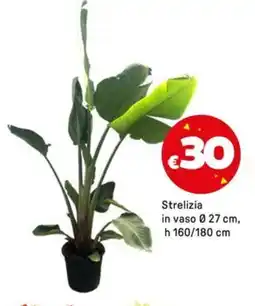 Iper La Grande Strelizia in vaso 0 27 cm, h 160/180 cm offerta