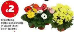 Iper La Grande Crisantemo, Gerbera o Kalanchoa in vaso 0 12 cm, colori assortiti offerta