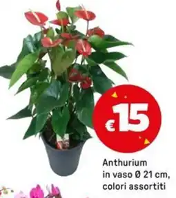 Iper La Grande Anthurium in vaso 021 cm, colori assortiti offerta