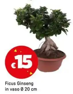 Iper La Grande Ficus Ginseng in vaso Ø20 cm offerta