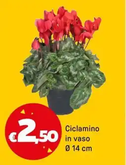 Iper La Grande Ciclamino in vaso Ø14 cm offerta
